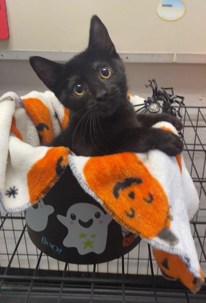 Flower, Adoptable, Kitten Female Domestic Short Hair.