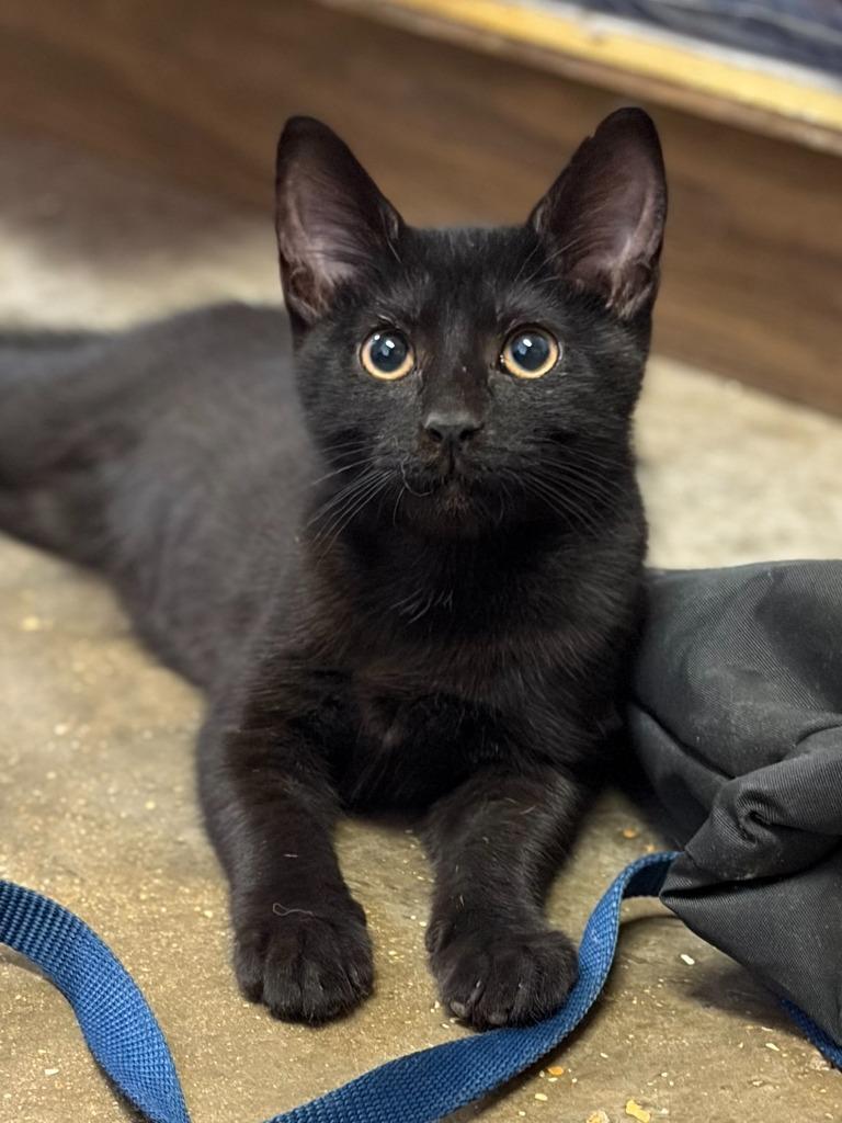 Enlarge Flower, a Adoptable mixed breed in Lockhart, TX image 3/4