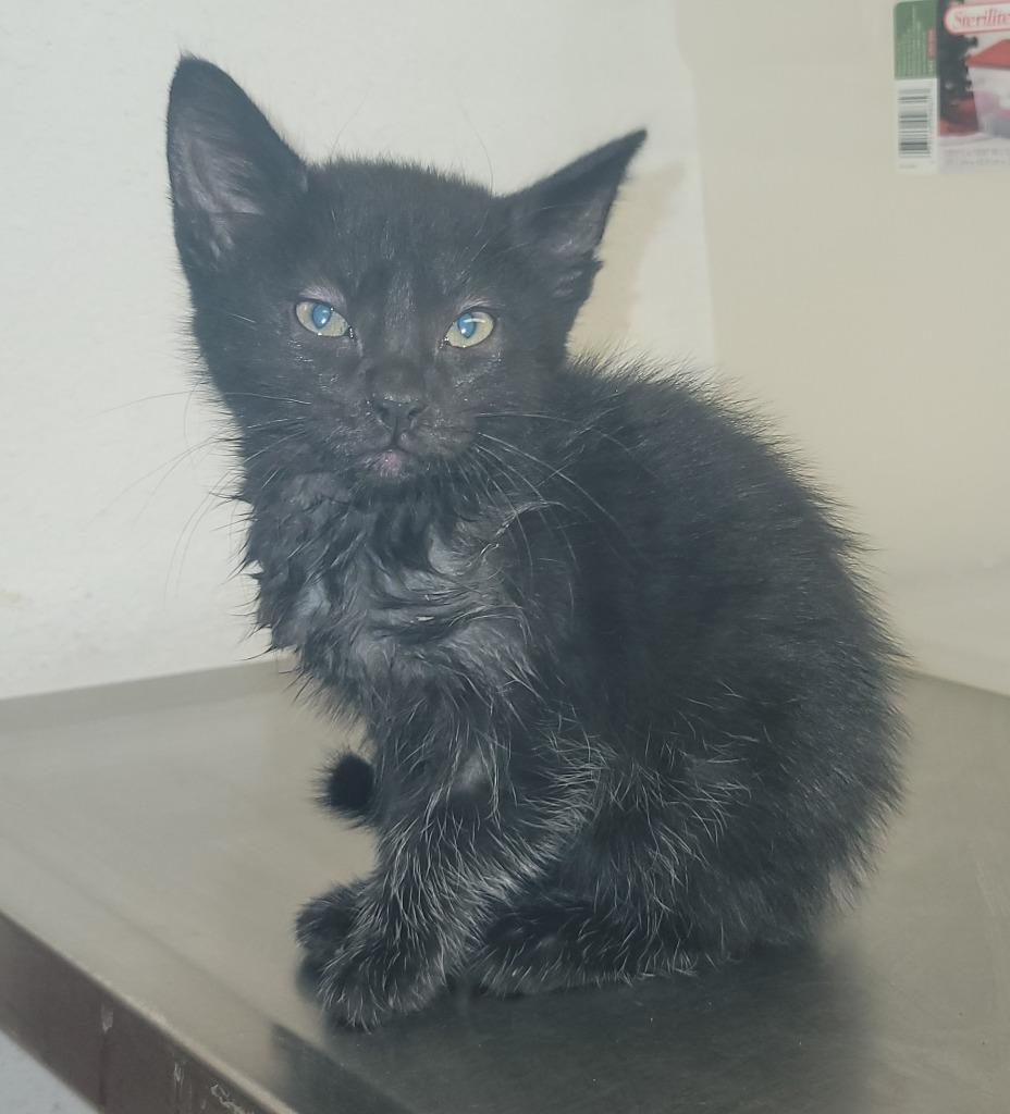Enlarge Flower, a Adoptable mixed breed in Lockhart, TX image 4/4