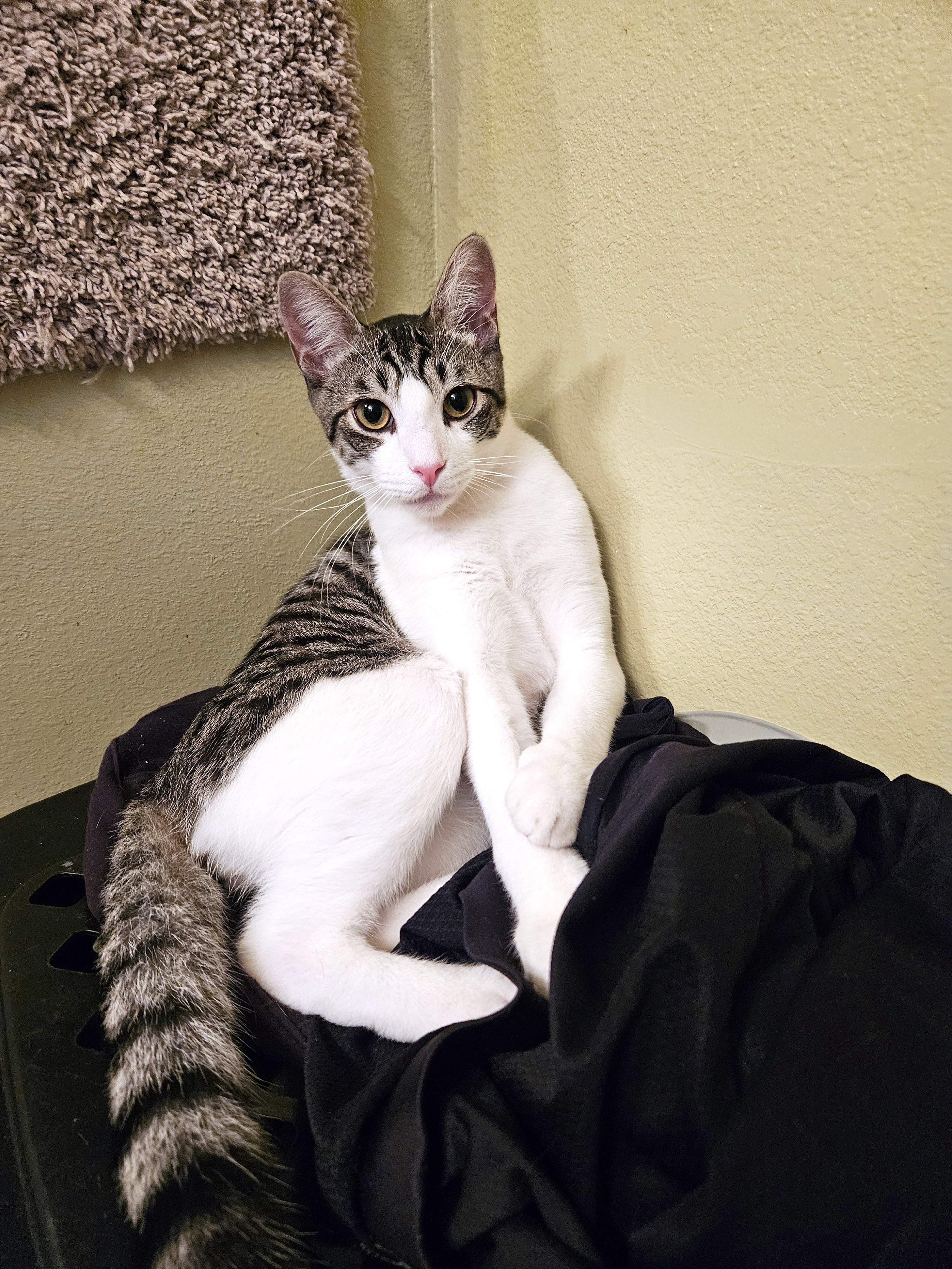 Enlarge Marty, a Adoptable Tabby in Rancho Palos Verdes, CA image 1/6