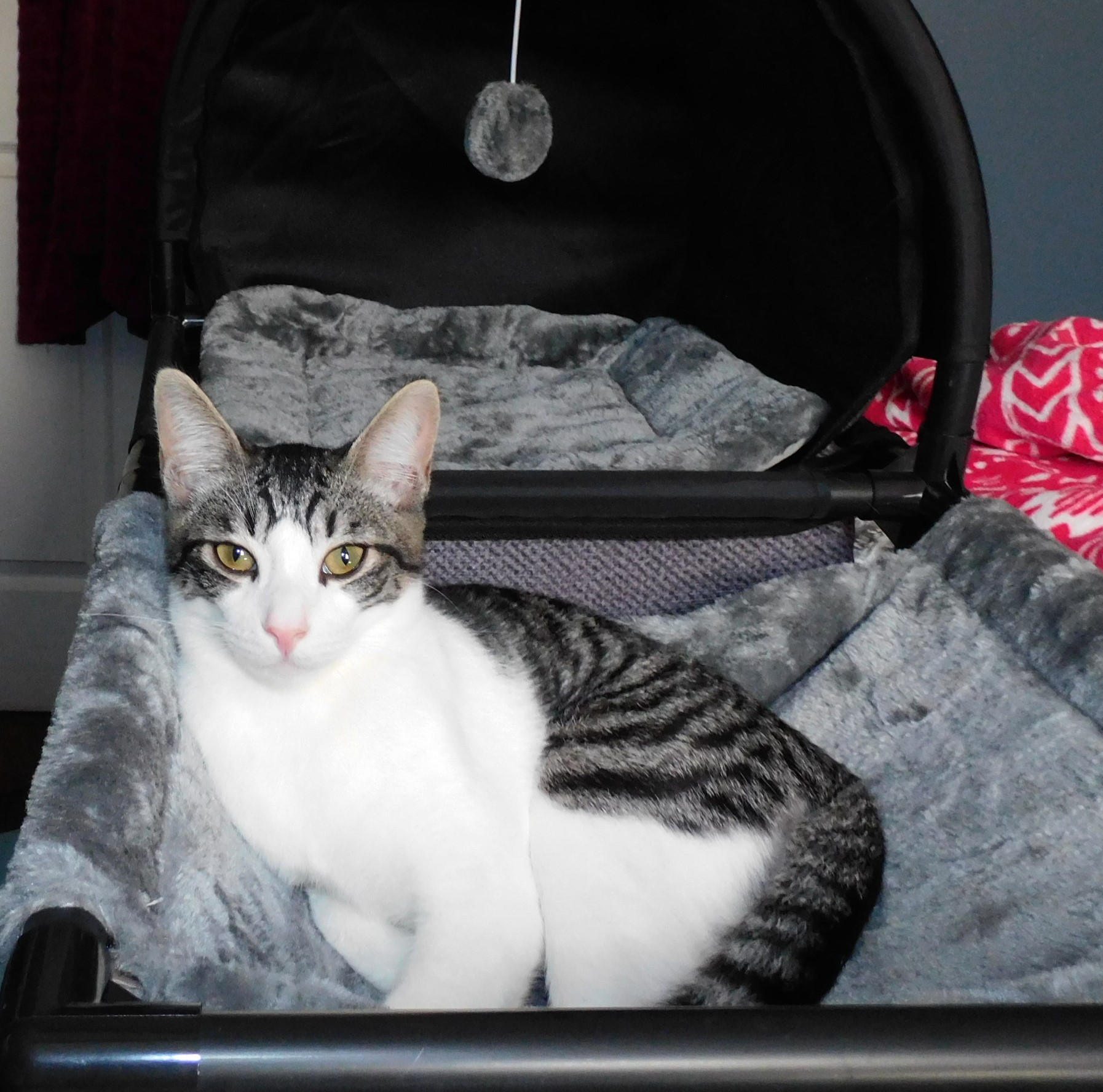 Enlarge Marty, a Adoptable Tabby in Rancho Palos Verdes, CA image 3/6