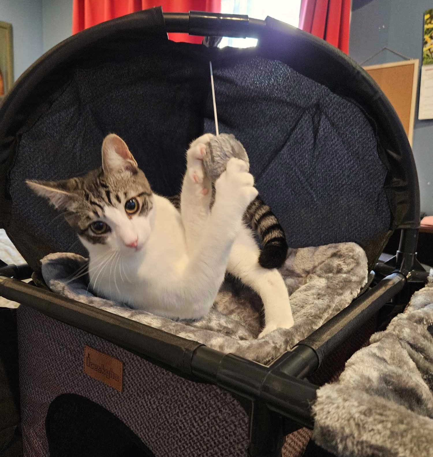 Enlarge Marty, a Adoptable Tabby in Rancho Palos Verdes, CA image 5/6