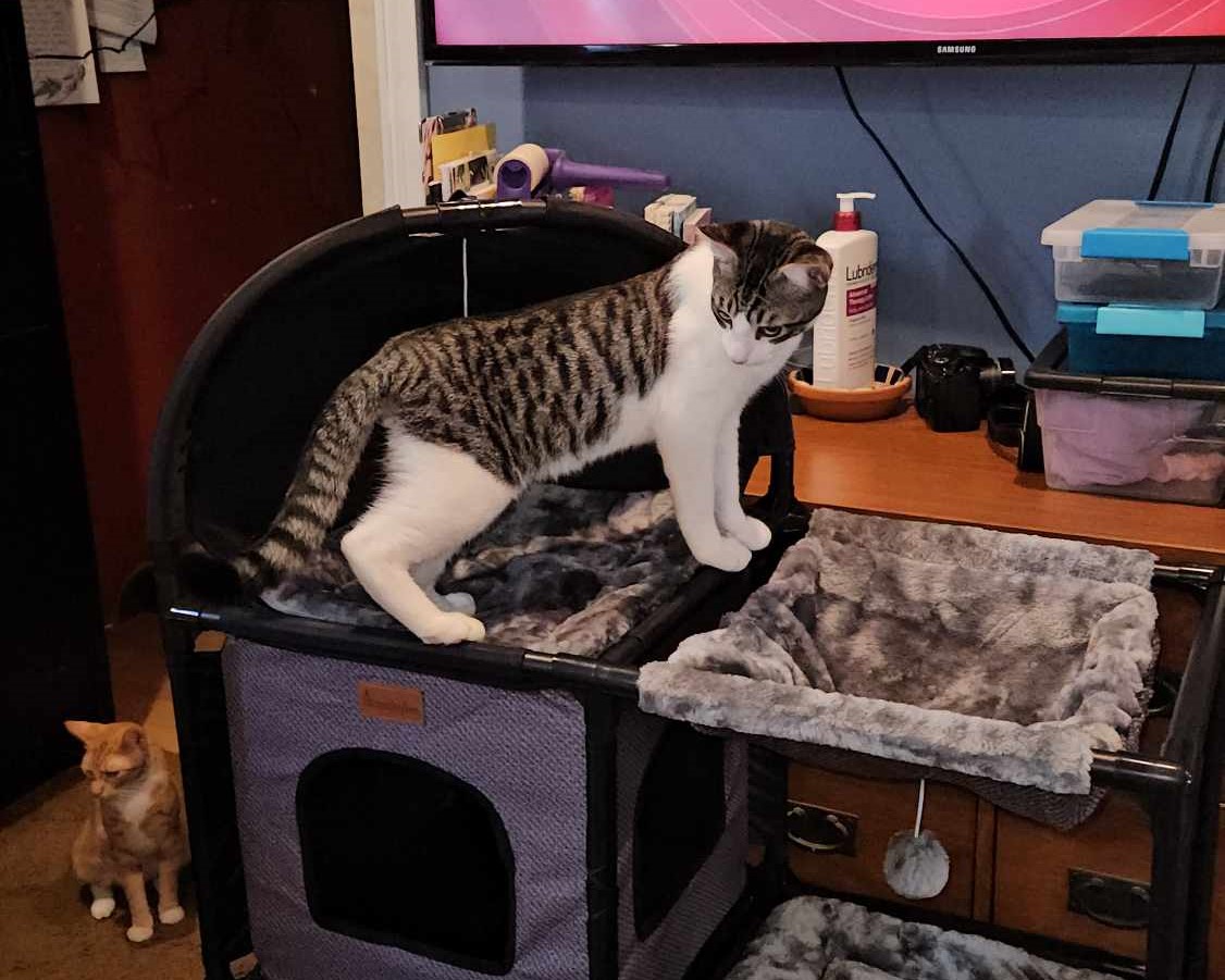 Enlarge Marty, a Adoptable Tabby in Rancho Palos Verdes, CA image 6/6