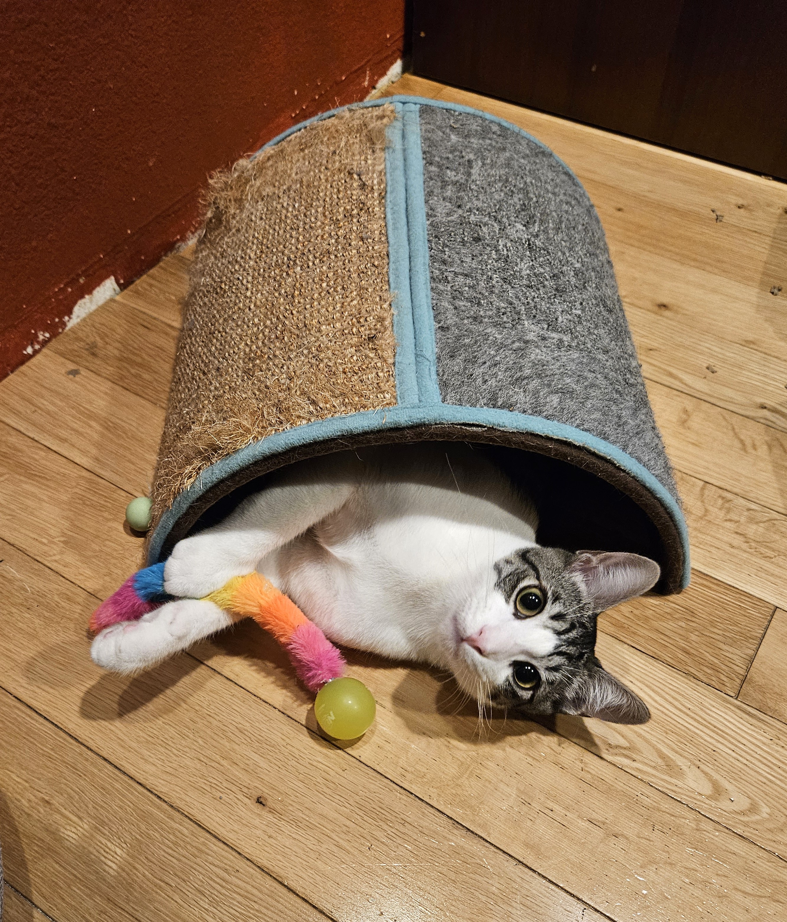 Enlarge Marty, a Adoptable Tabby in Rancho Palos Verdes, CA image 2/6