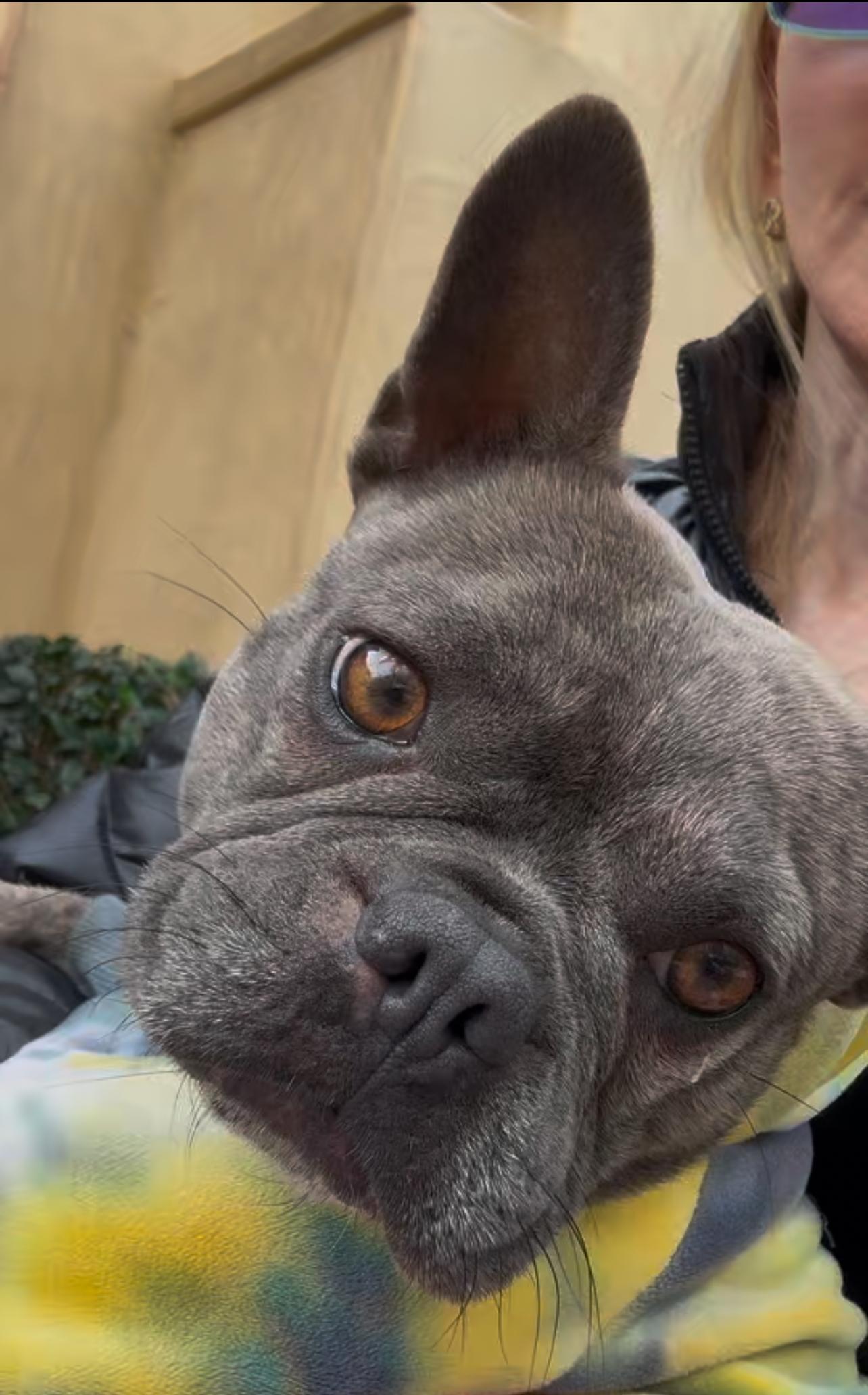 Enlarge Bijou , a ADOPTABLE French Bulldog in San Diego, CA image 1/1