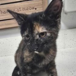 Fresca, Adoptable, Kitten Female Domestic Short Hair & Domestic Short Hair.