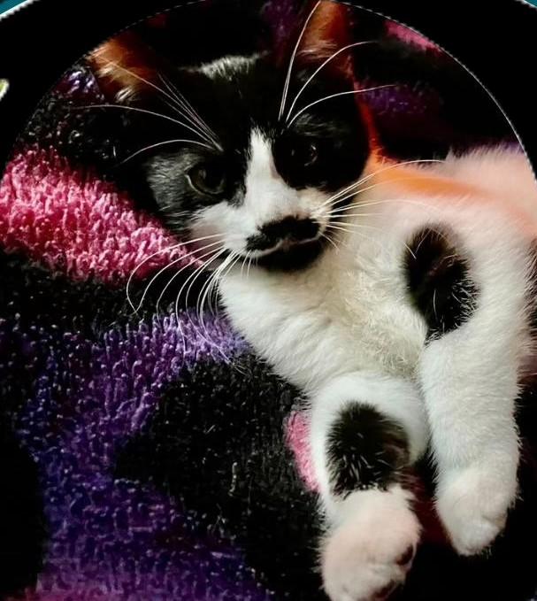 Alfie, adopted, Young Male Domestic Short Hair.