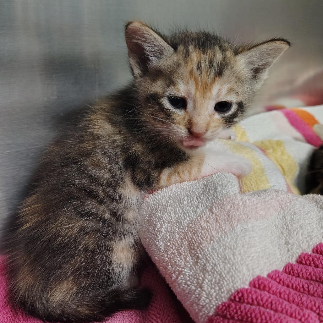 Maybelline, Adoptable, Kitten Female Domestic Short Hair.