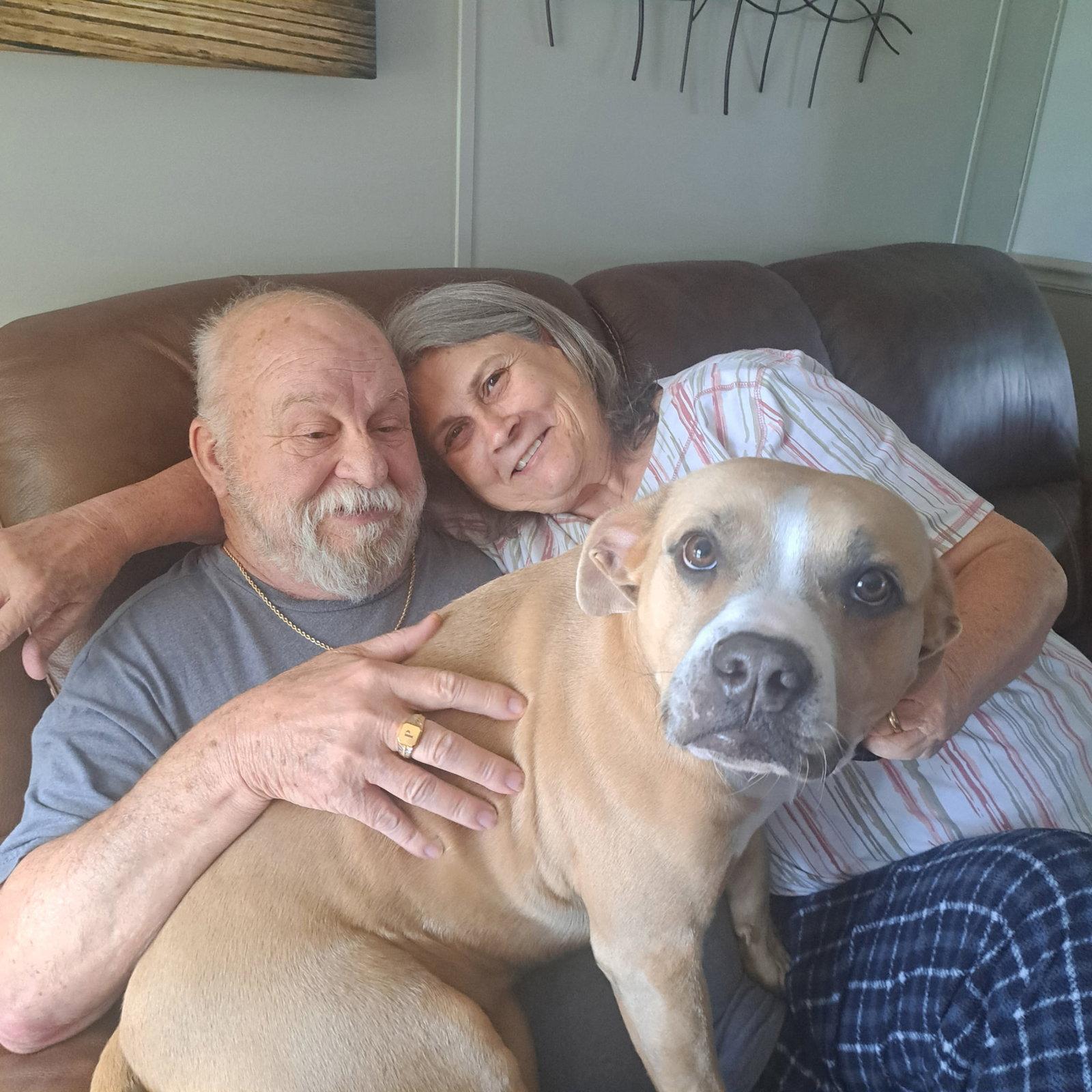 Olive, Adoptable, Adult Female Boxer.