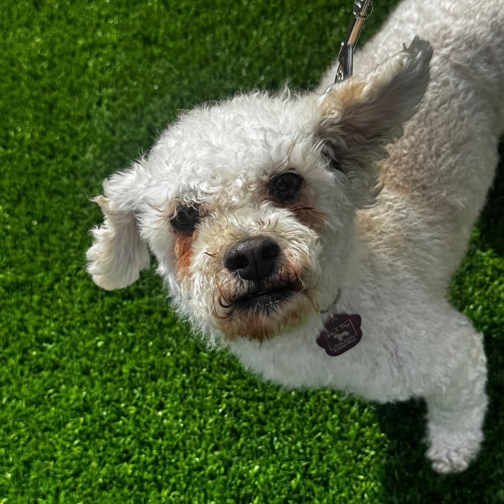 Enlarge Frodo, a Adoptable mixed breed in Cheyenne, WY image 1/4