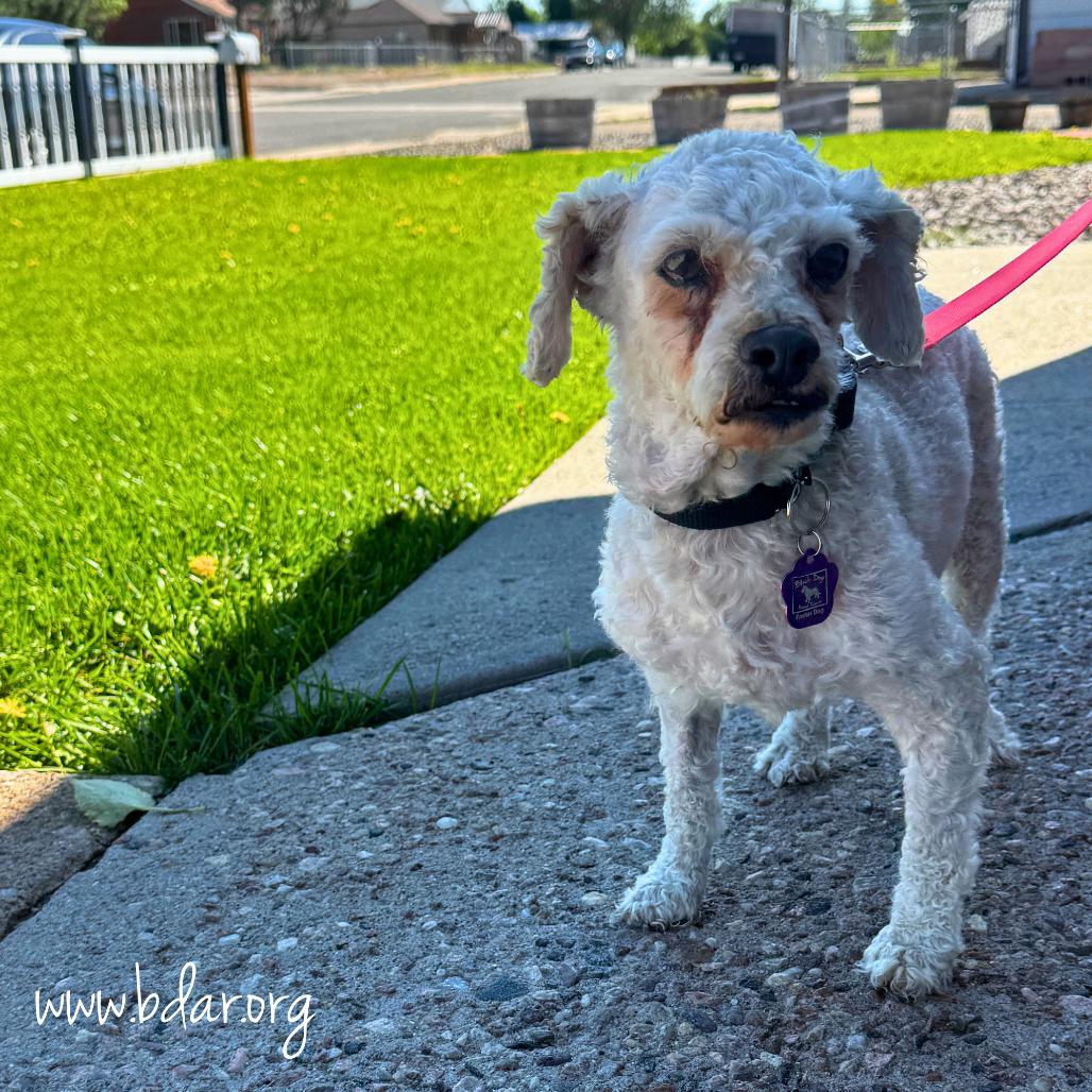 Enlarge Frodo, a Adoptable mixed breed in Cheyenne, WY image 2/4