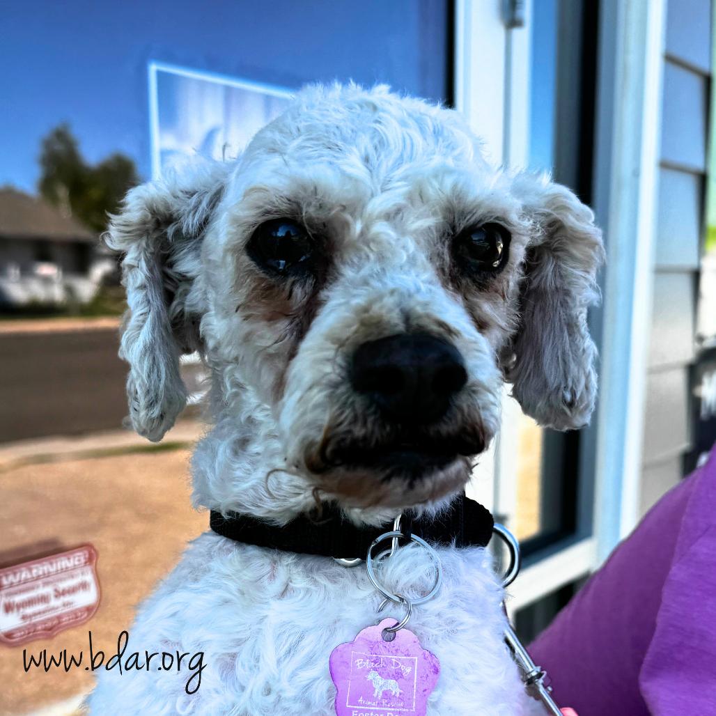 Enlarge Frodo, a Adoptable mixed breed in Cheyenne, WY image 3/4