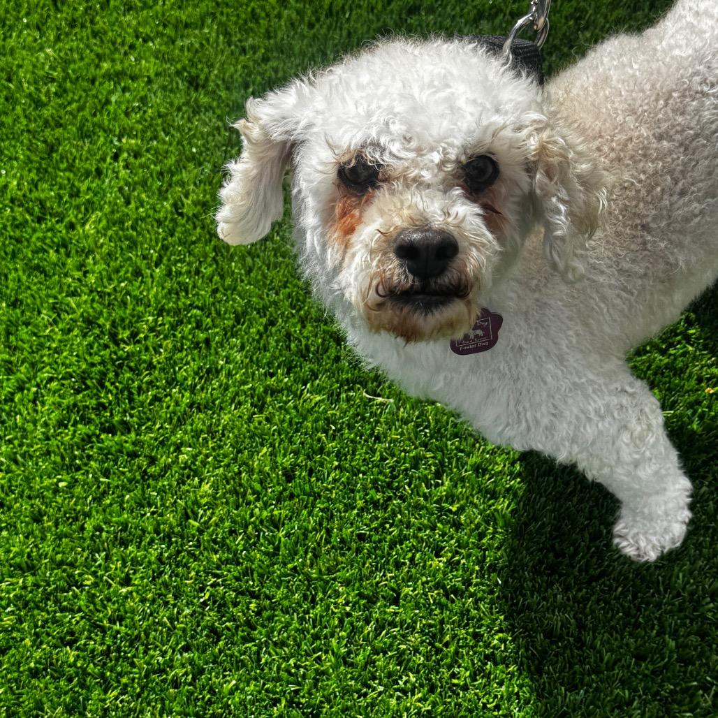 Enlarge Frodo, a Adoptable mixed breed in Cheyenne, WY image 4/4