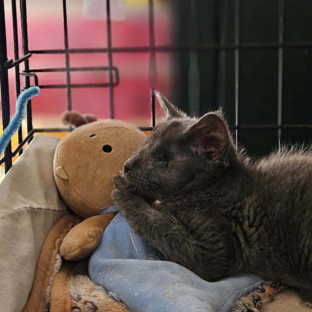 Enlarge Einstein, a Adoptable Domestic Medium Hair in Lynchburg, VA image 1/2