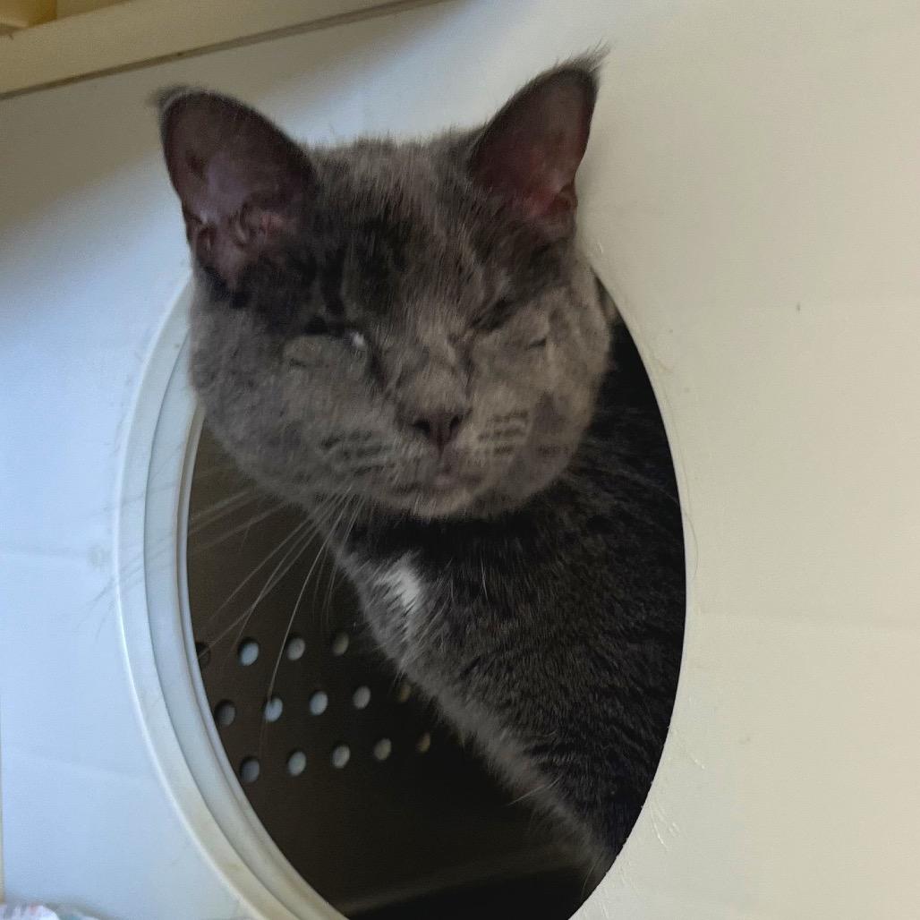 Enlarge Einstein, a Adoptable Domestic Medium Hair in Lynchburg, VA image 2/2