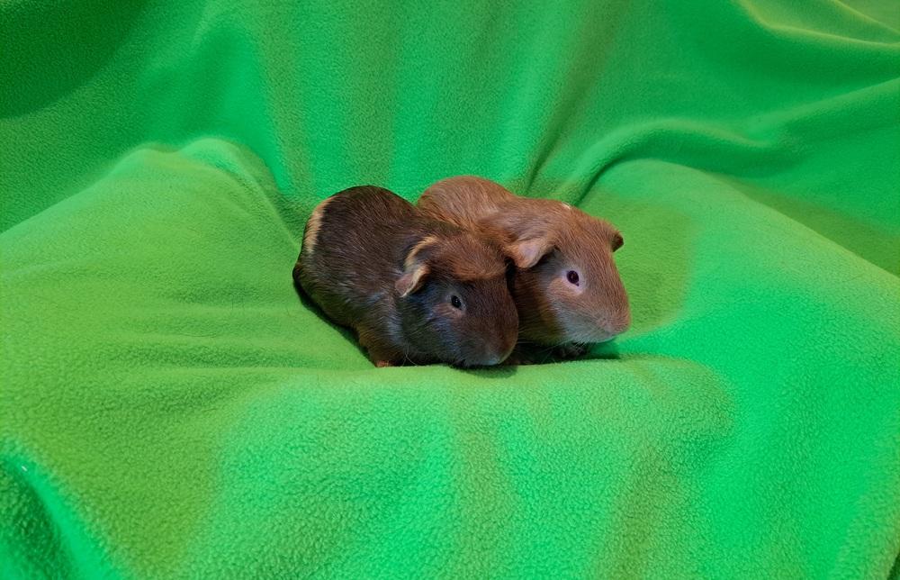 Cranberry and Cheesecake, Adoptable, Baby Male Guinea Pig & Guinea Pig.
