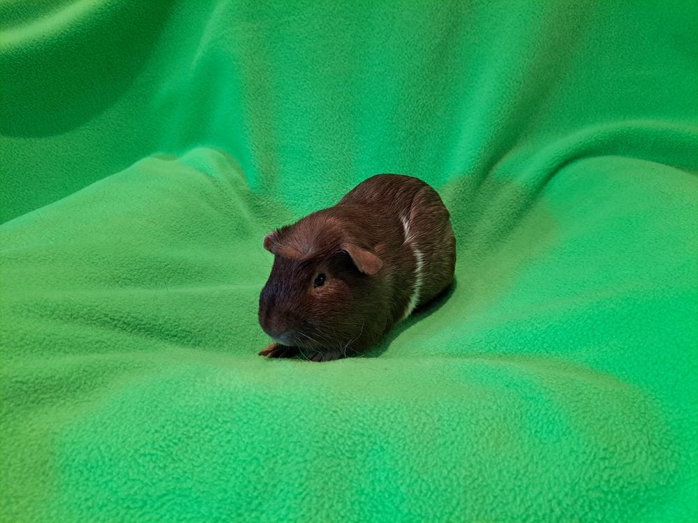 Cranberry and Cheesecake, a Adoptable mixed breed in South Bend, IN image 2/5