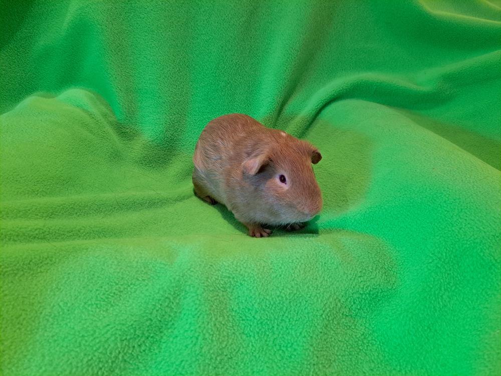 Cranberry and Cheesecake, a Adoptable mixed breed in South Bend, IN image 3/5