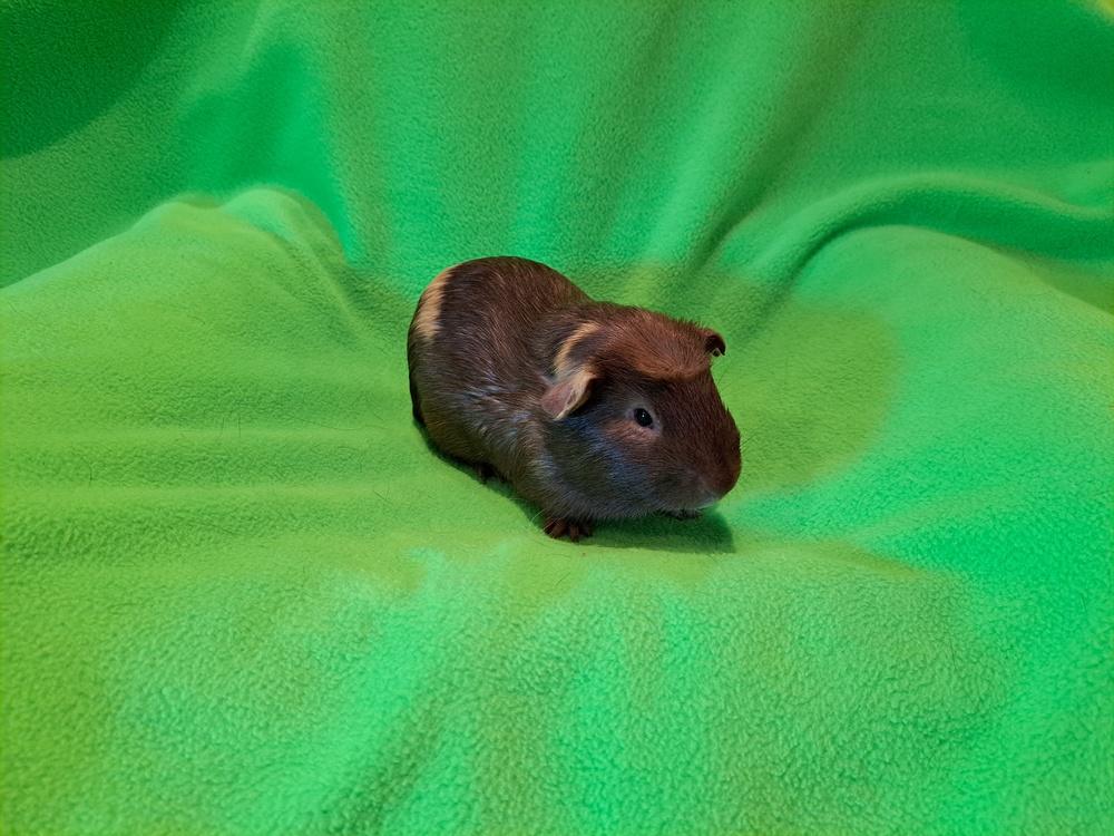 Cranberry and Cheesecake, a Adoptable mixed breed in South Bend, IN image 4/5