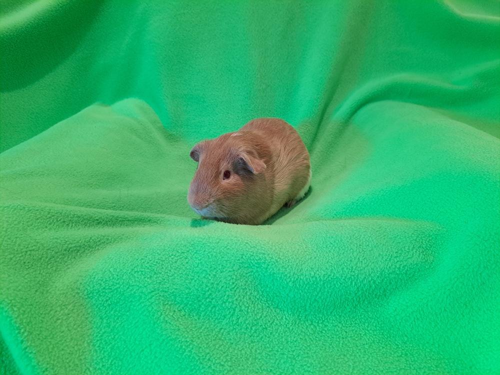 Cranberry and Cheesecake, a Adoptable mixed breed in South Bend, IN image 5/5