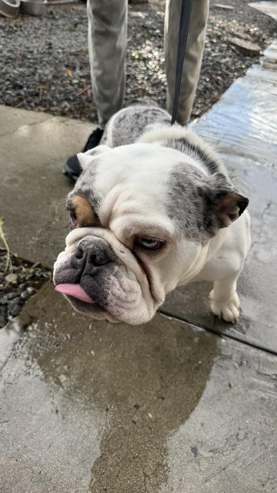 Enlarge Merlin, a Adoptable English Bulldog in Ontario, CA image 1/1