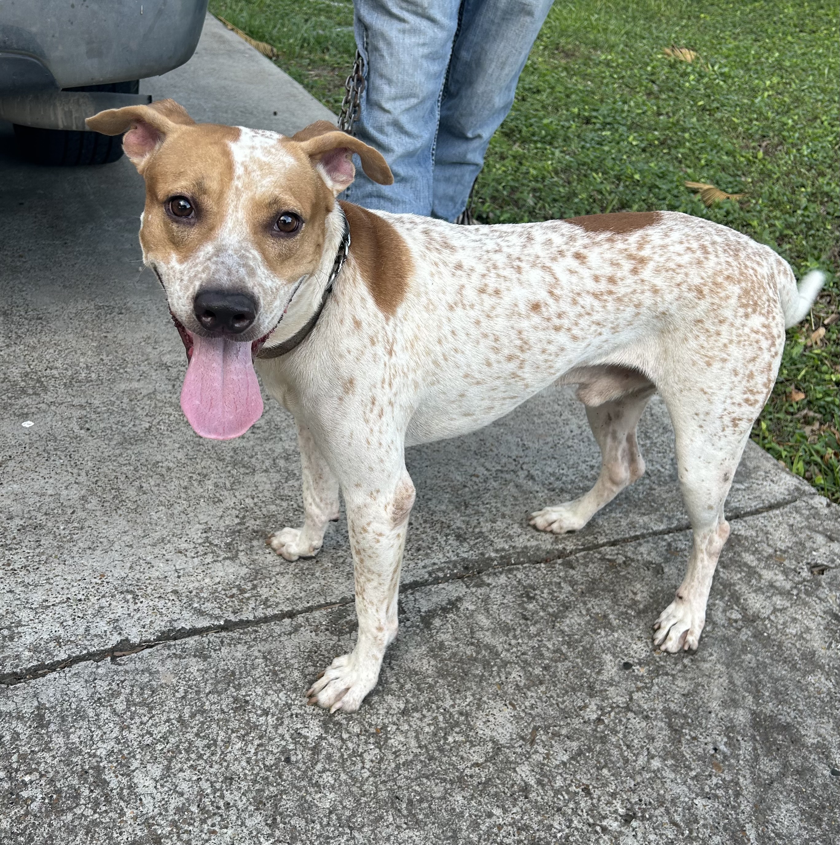 Roscoe, an adoptable Australian Cattle Dog / Blue Heeler in Harlingen, TX, 78550 | Photo Image 1