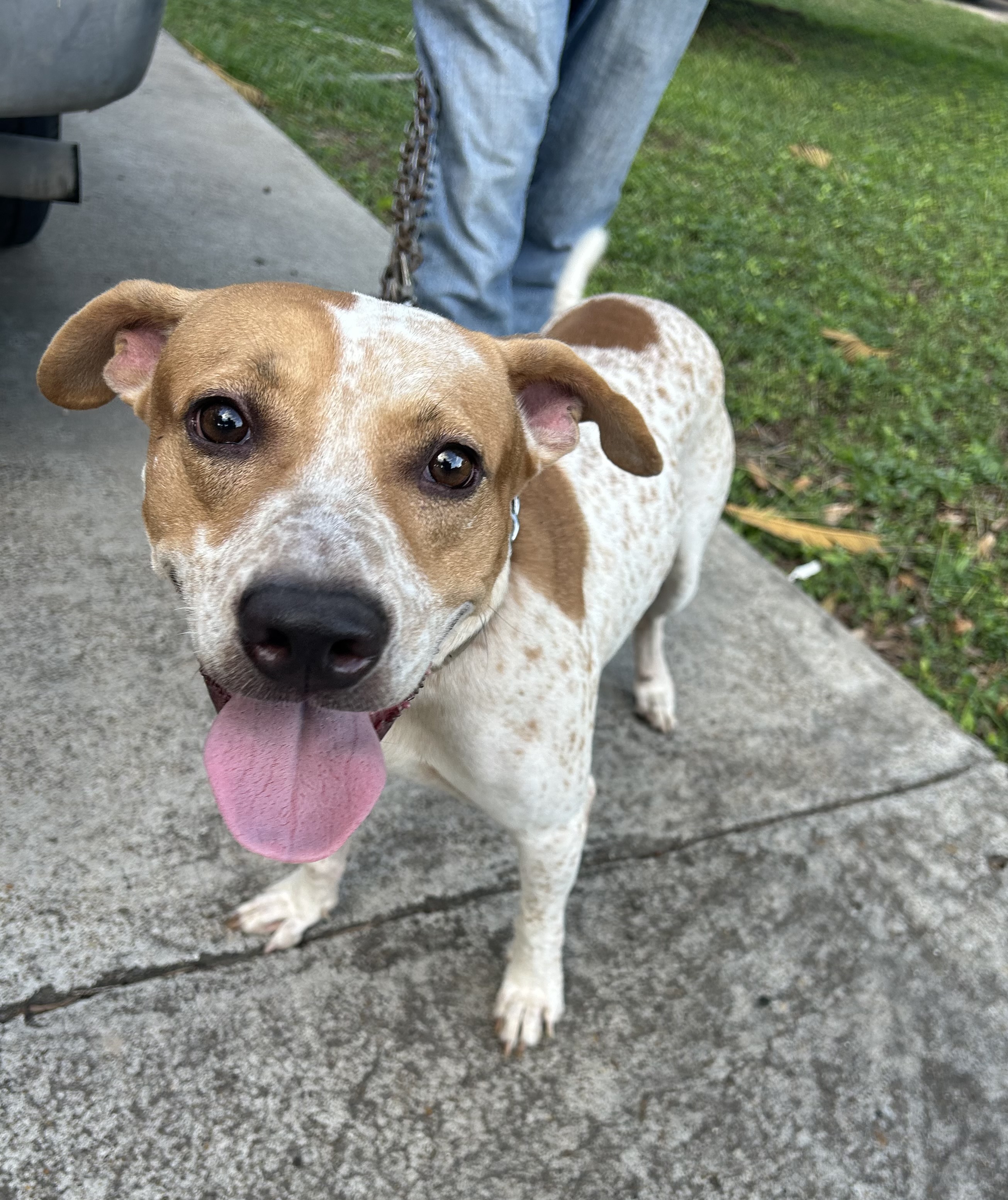 Roscoe, an adoptable Australian Cattle Dog / Blue Heeler in Harlingen, TX, 78550 | Photo Image 2