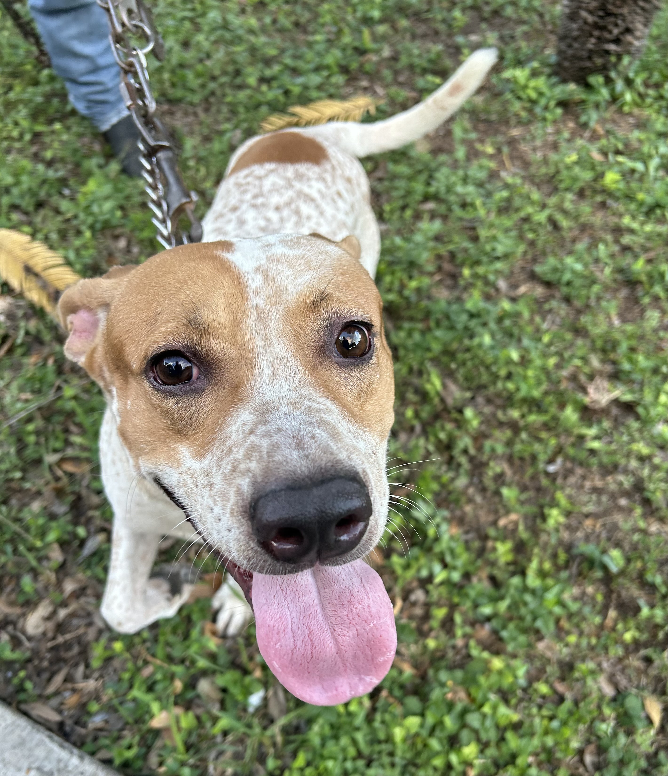 Roscoe, an adoptable Australian Cattle Dog / Blue Heeler in Harlingen, TX, 78550 | Photo Image 3