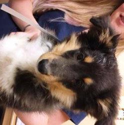 SIMBA, Adopted, Puppy Male Shetland Sheepdog / Sheltie.