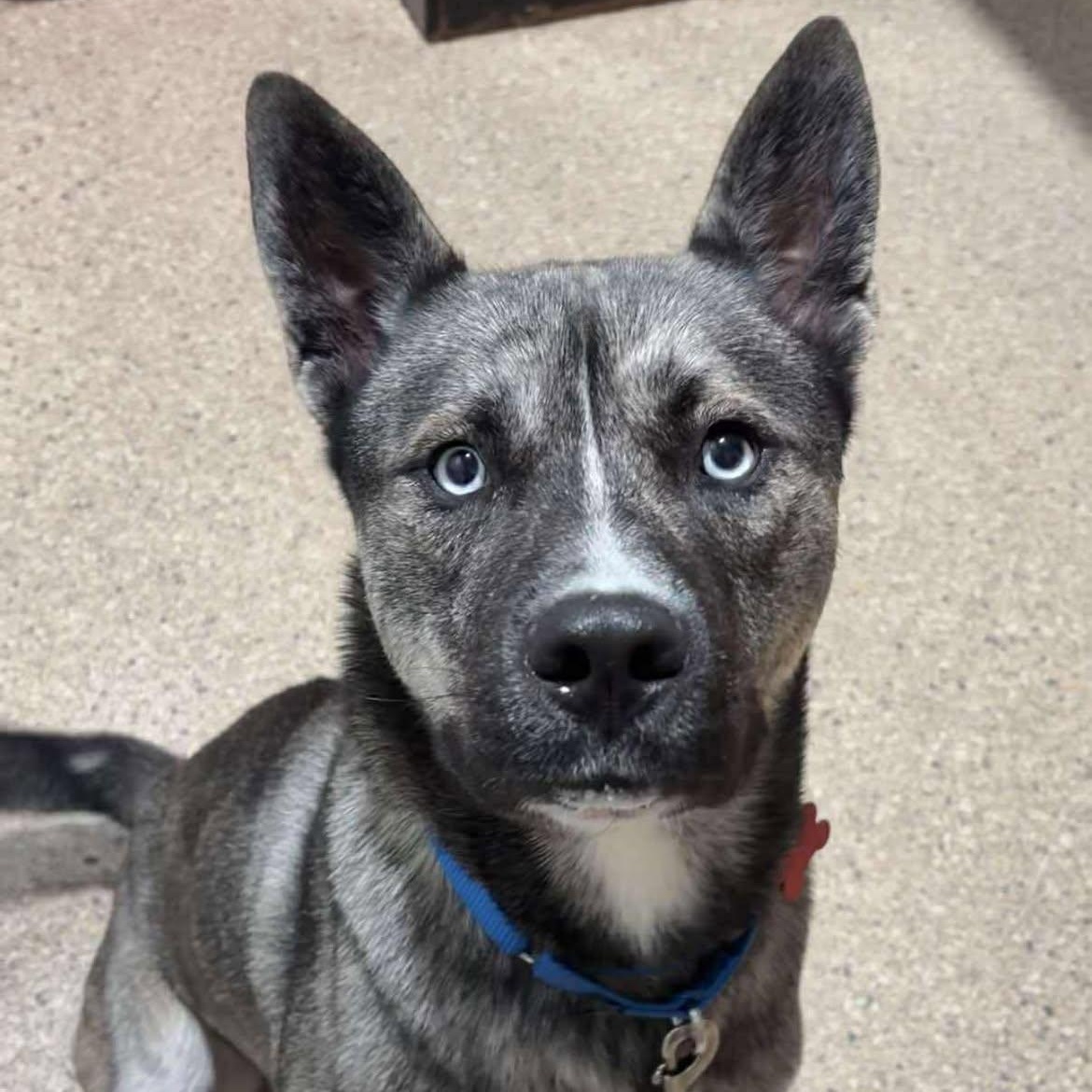 Benjen, Adoptable, Adult Male Husky.
