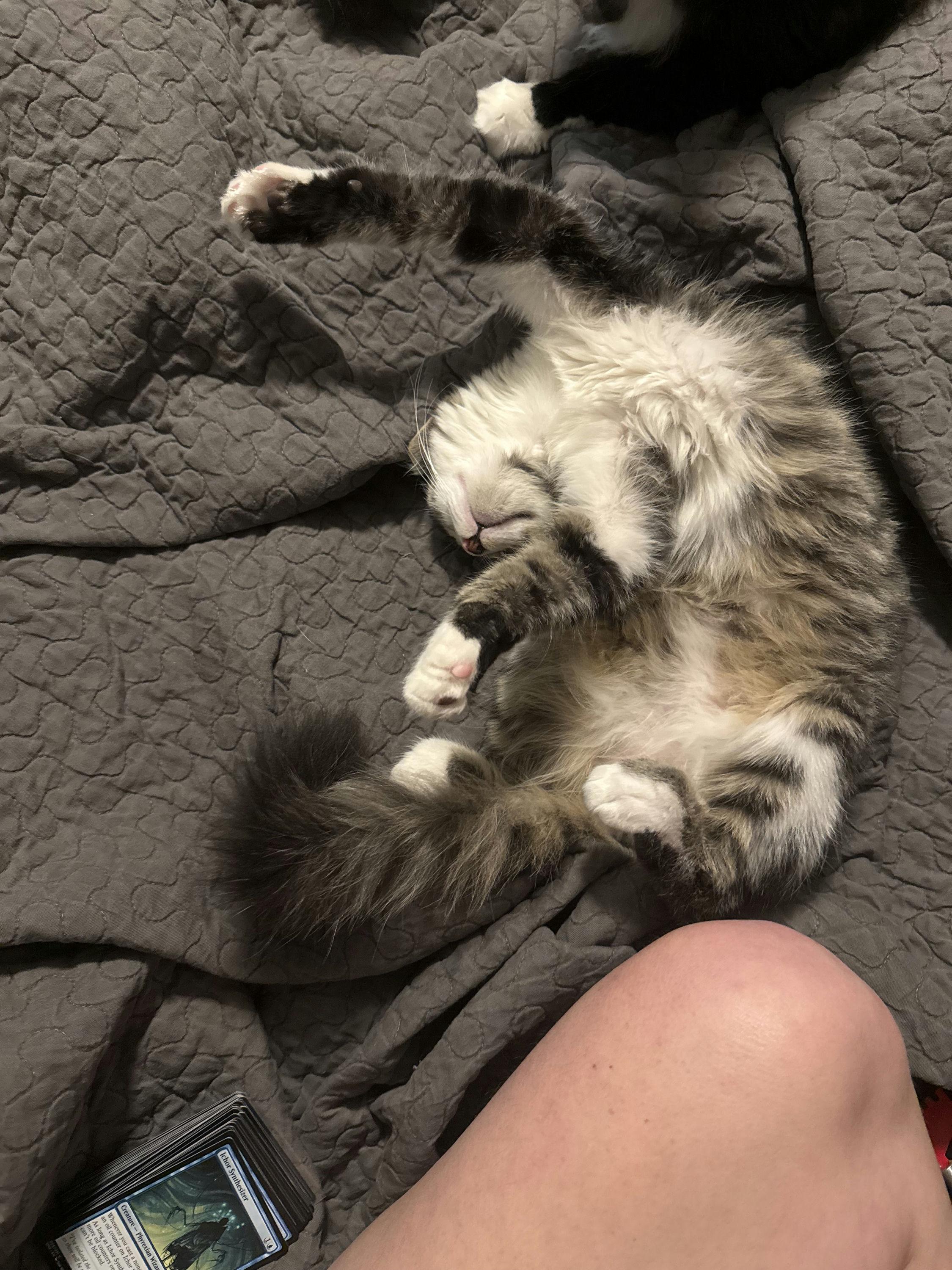 Enlarge JimBob, an adopted Domestic Medium Hair in Houston, TX image 6/6