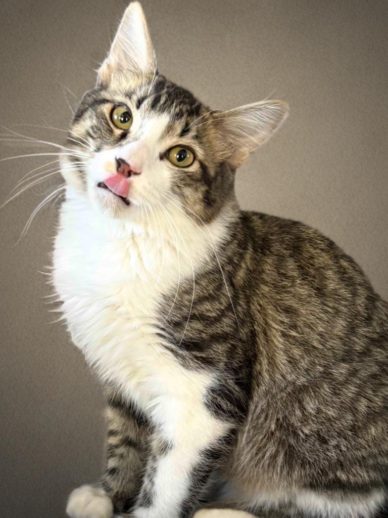 Enlarge JimBob, an adopted Domestic Medium Hair in Houston, TX image 1/6