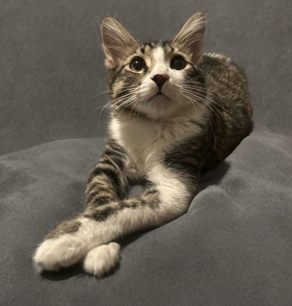 Enlarge JimBob, an adopted Domestic Medium Hair in Houston, TX image 5/6