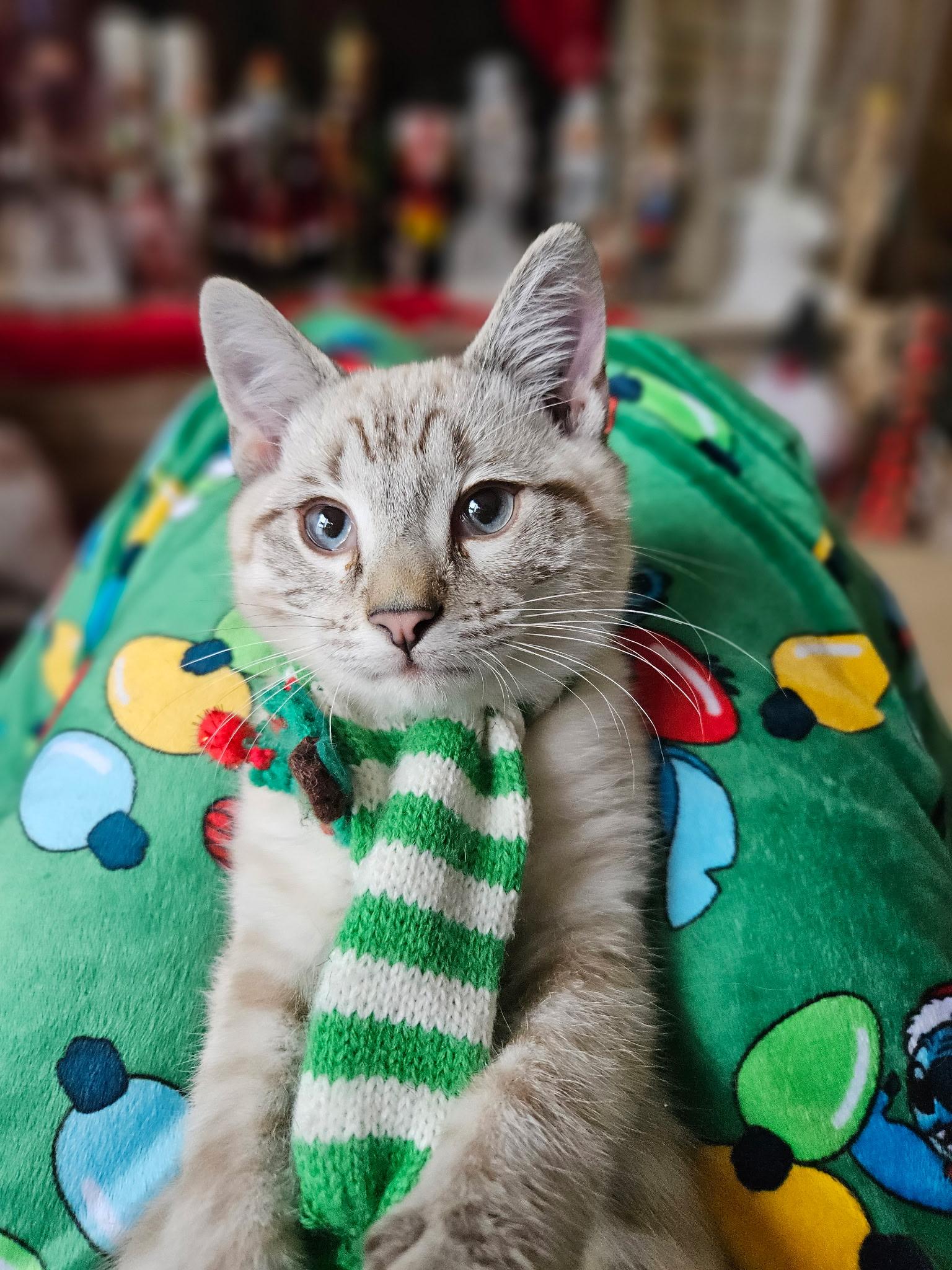 Enlarge Jasper, an adoptable Siamese in Export, PA image 2/6