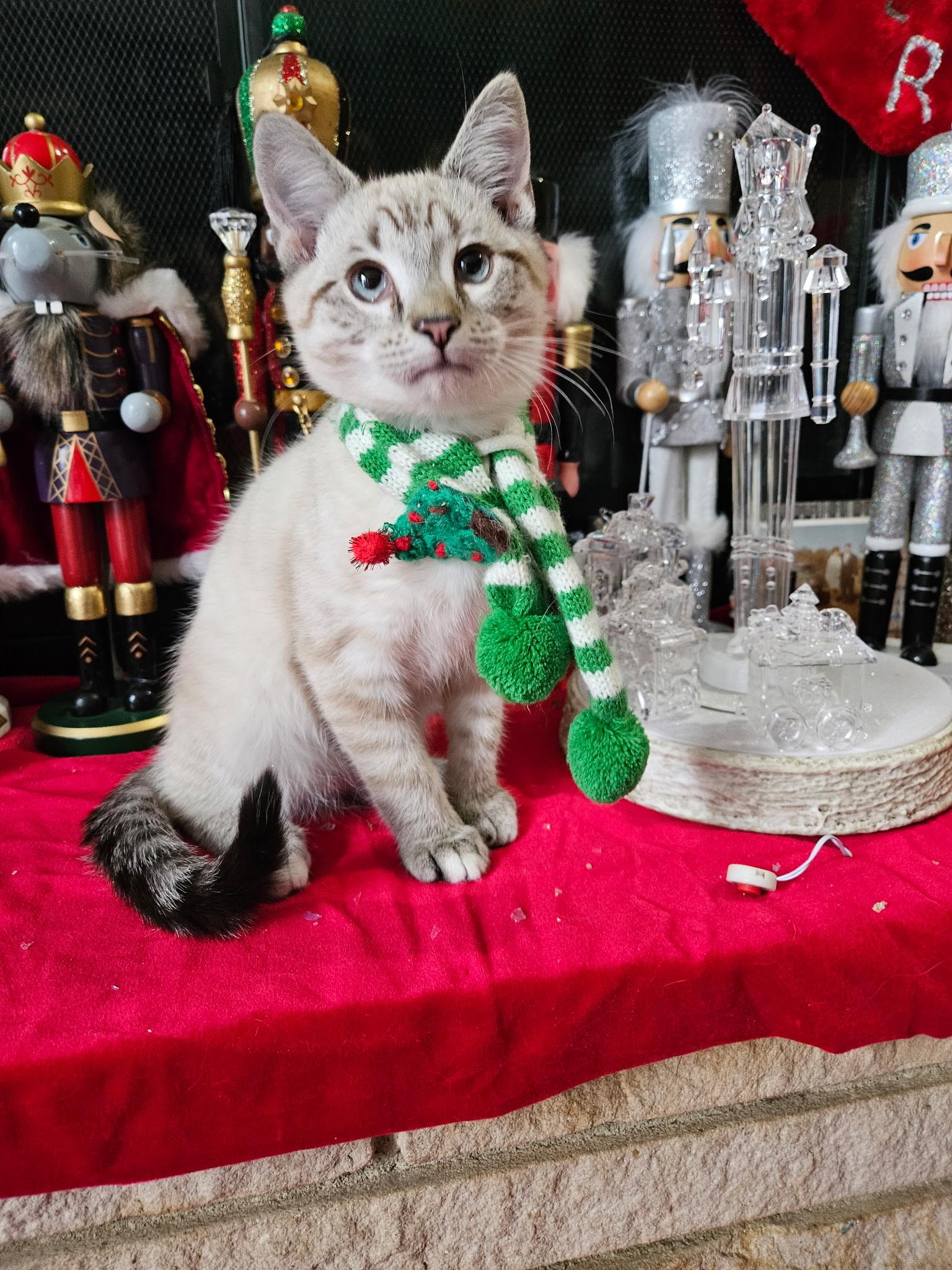 Enlarge Jasper, an adoptable Siamese in Export, PA image 3/6