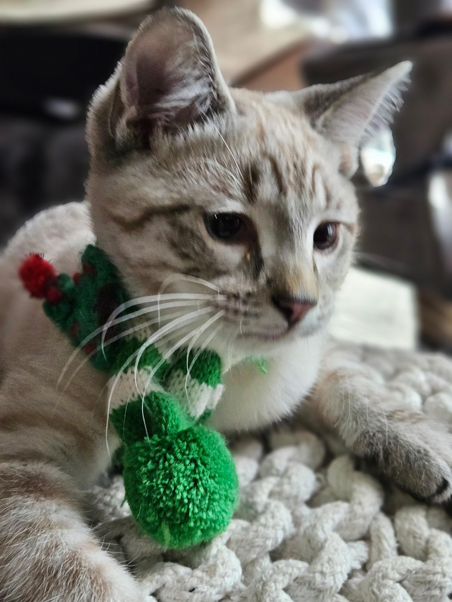 Enlarge Jasper, an adoptable Siamese in Export, PA image 1/6