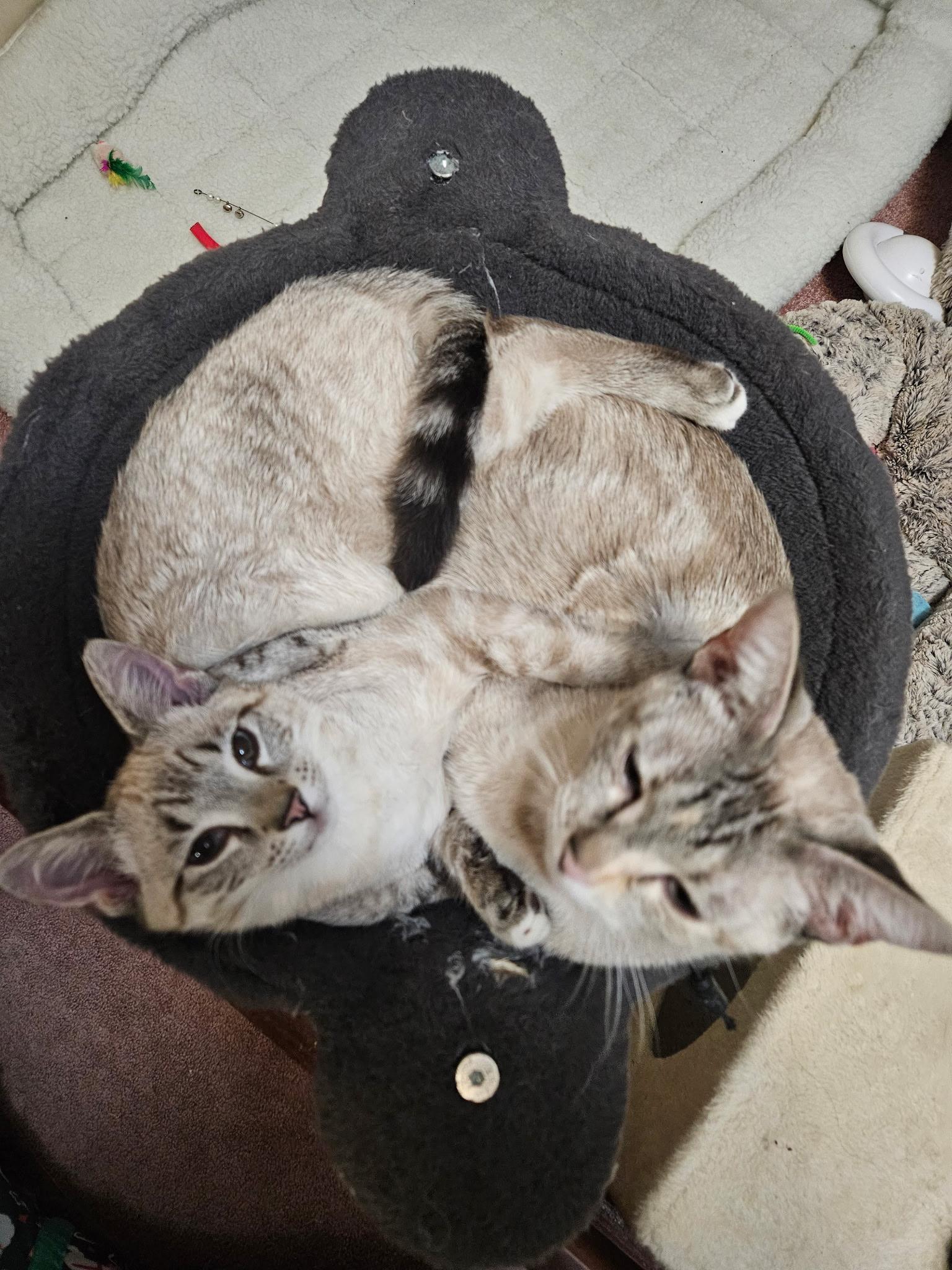 Enlarge Jasper, an adoptable Siamese in Export, PA image 5/6