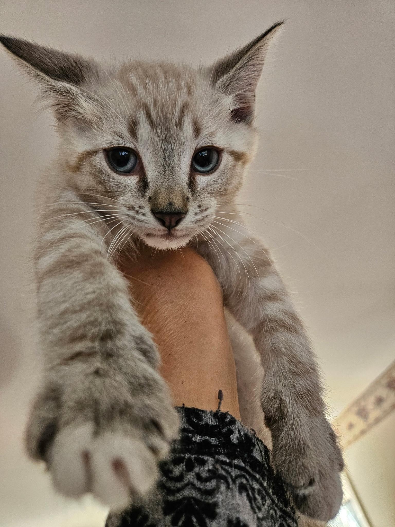Enlarge Jasper, an adoptable Siamese in Export, PA image 4/6