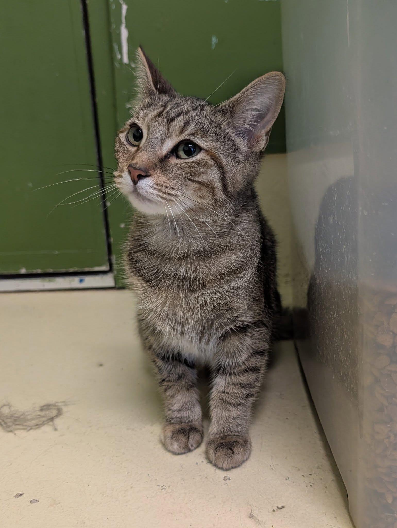 Kaytee, Adoptable, Young Female Domestic Short Hair.