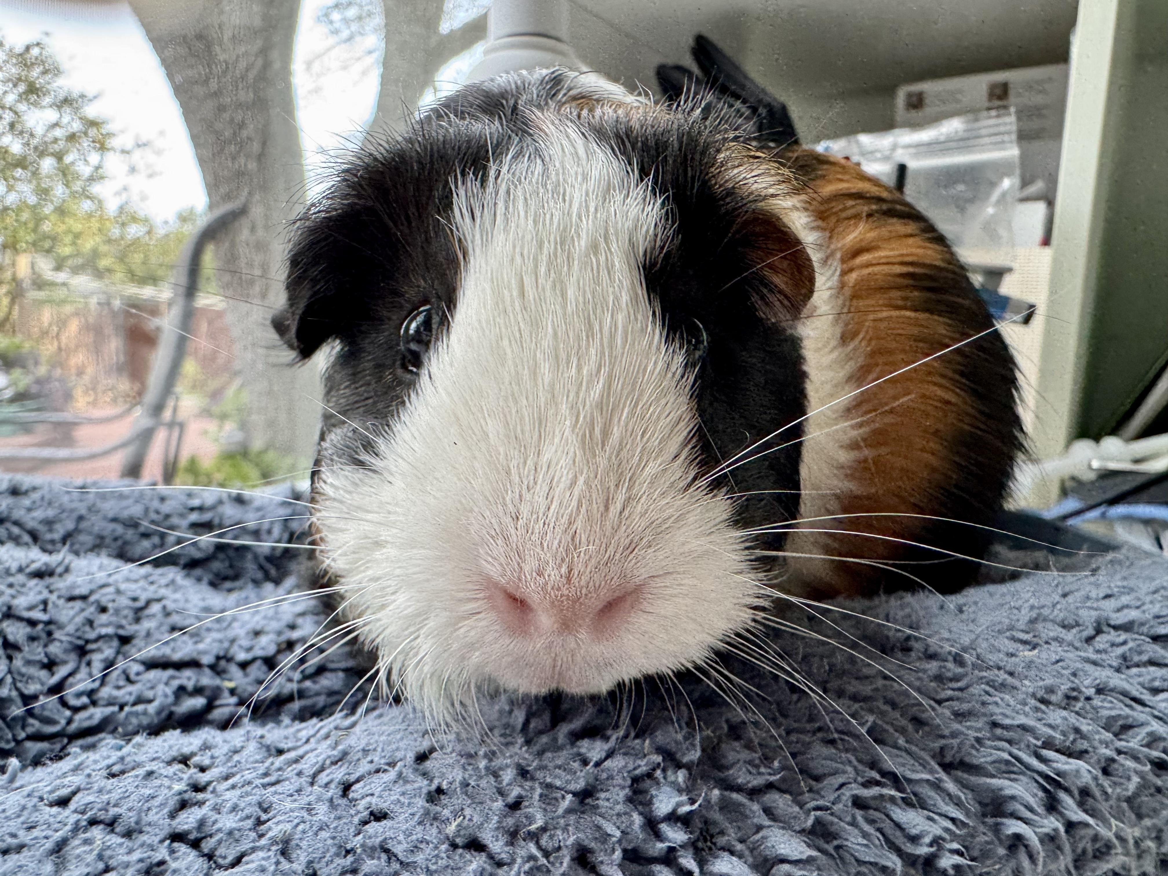 Enlarge Miso and Truffle, a ADOPTABLE Guinea Pig in Austin, TX image 5/6