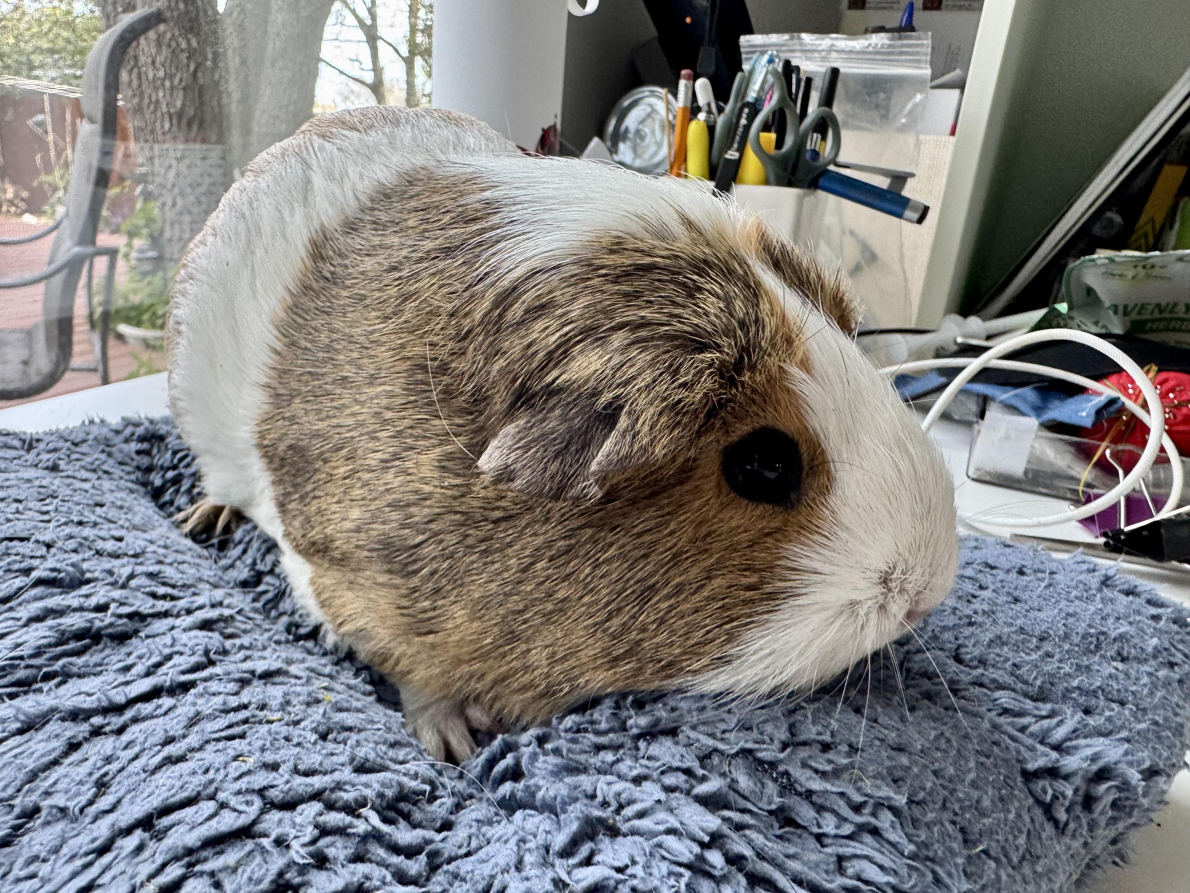 Enlarge Miso and Truffle, a ADOPTABLE Guinea Pig in Austin, TX image 2/6