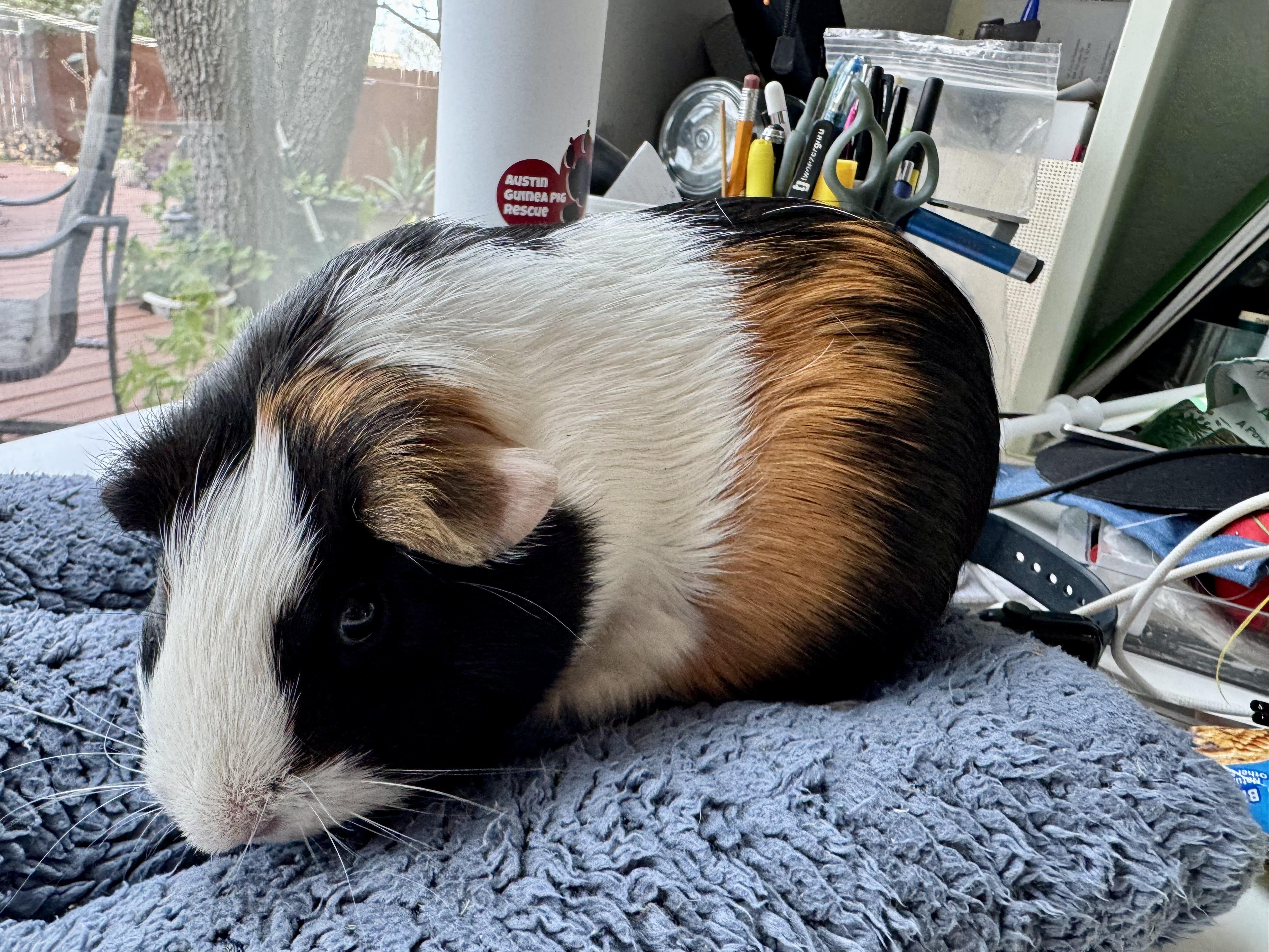 Enlarge Miso and Truffle, a ADOPTABLE Guinea Pig in Austin, TX image 4/6