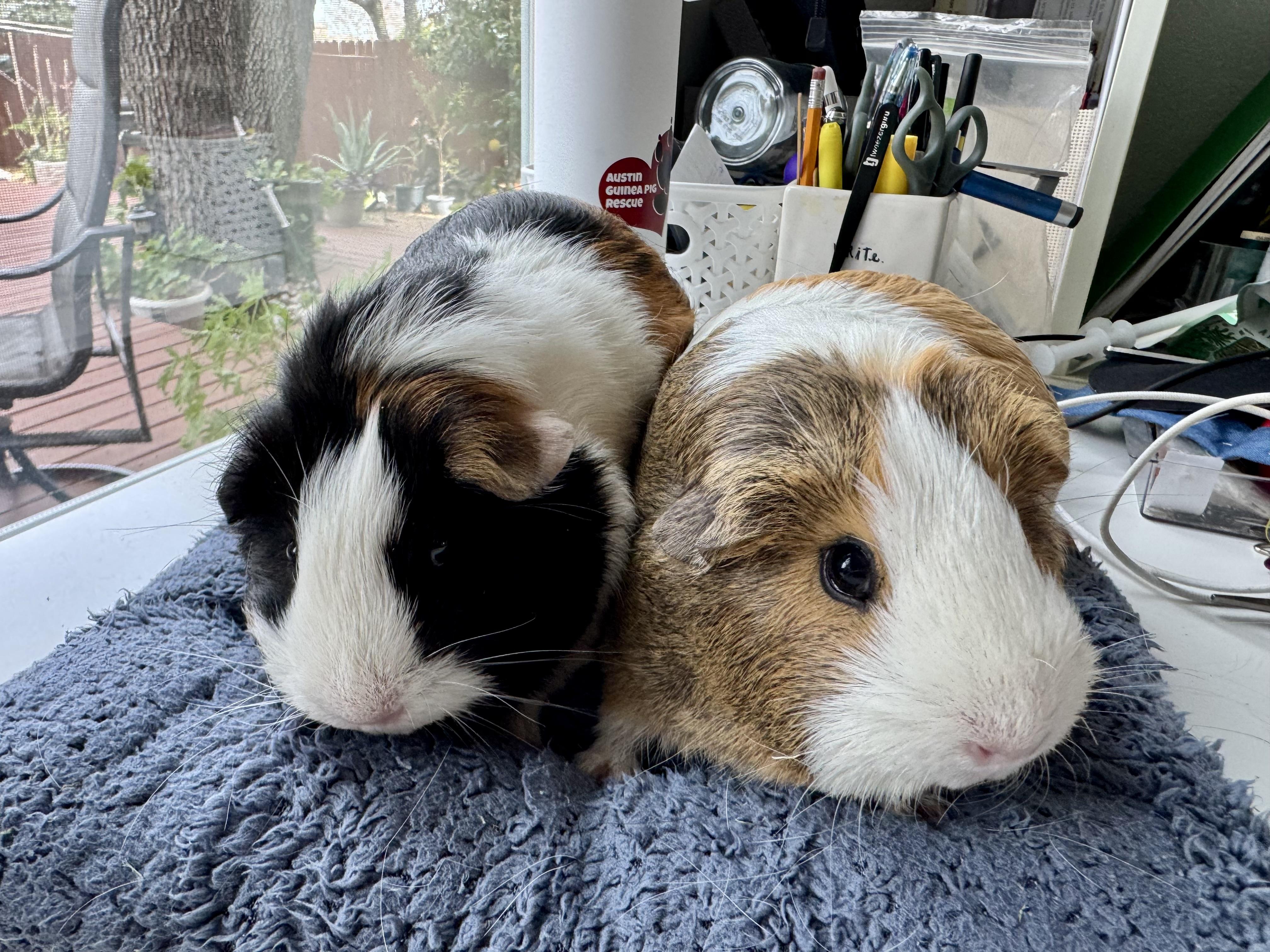 Miso and Truffle, ADOPTABLE, Adult Female Guinea Pig.