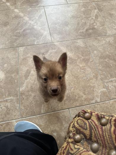 Teddy — thumbnail 2