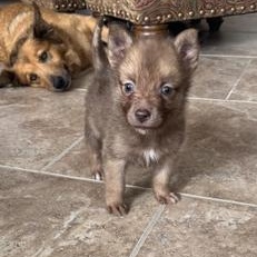 Teddy — thumbnail 3