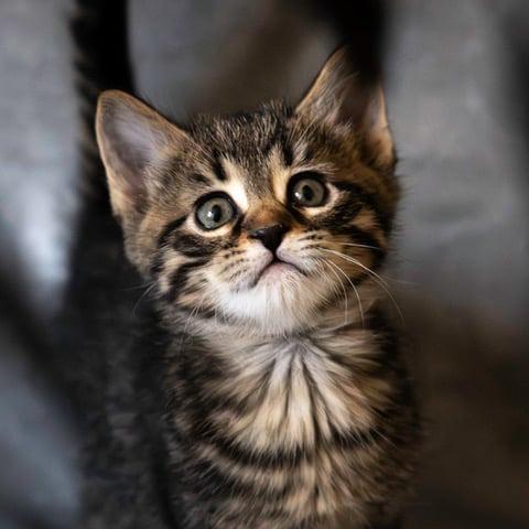 Enlarge Bruno Mars, a Adoptable Domestic Short Hair in Las Cruces, NM image 2/2