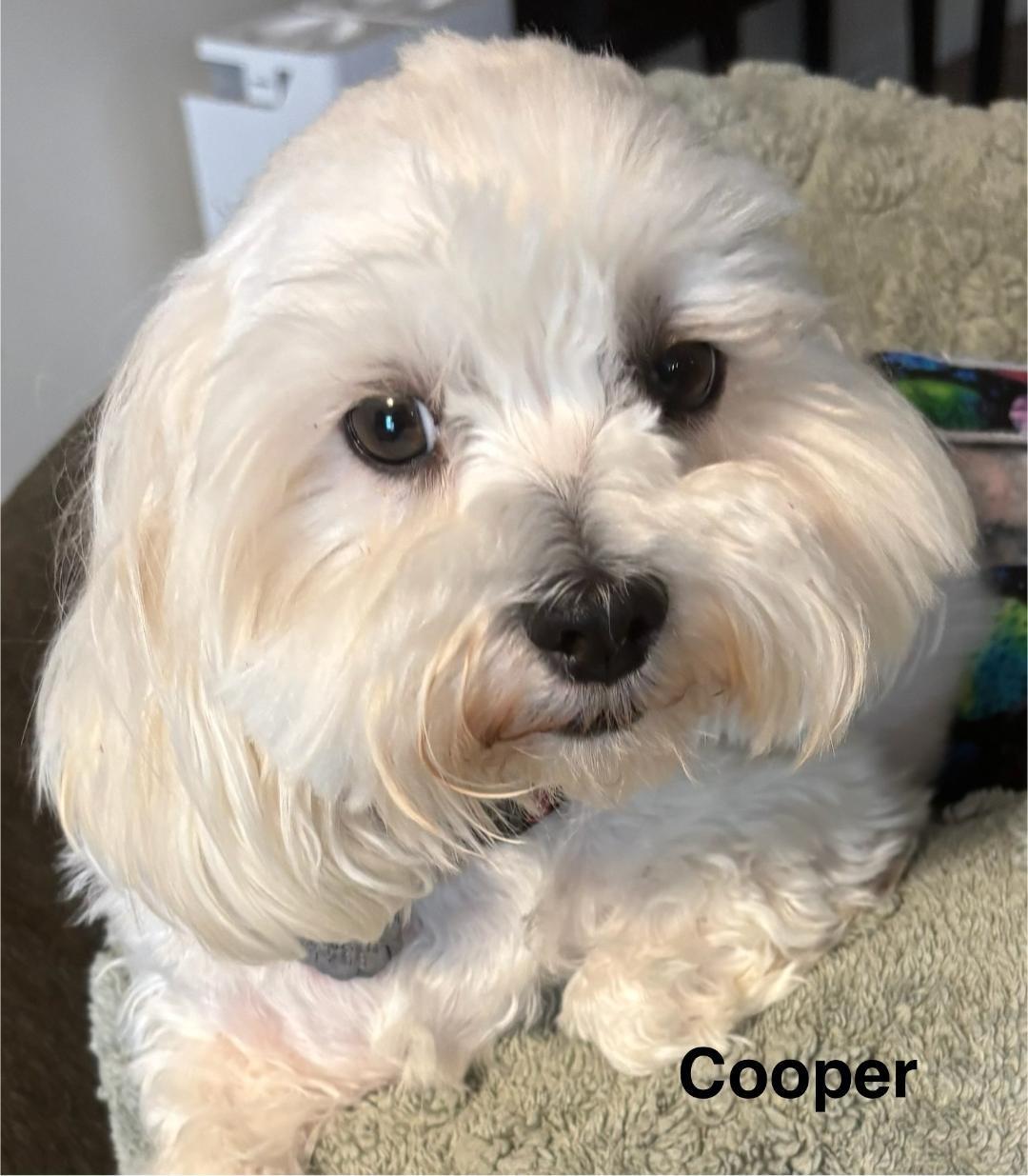 Bo and Cooper, a ADOPTABLE mixed breed in Crompond, NY image 2/2