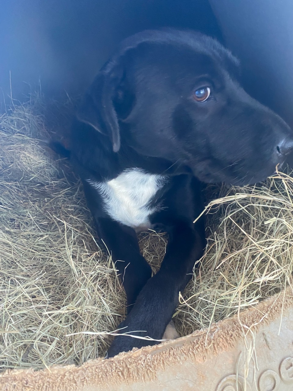 Zoe, a Adoptable mixed breed in Hartwell, GA image 2/3