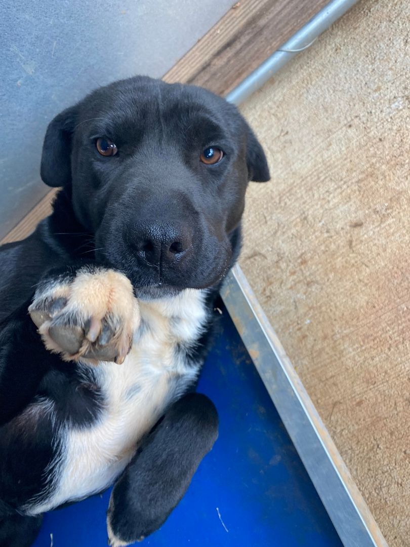 Zoe, a Adoptable mixed breed in Hartwell, GA image 3/3