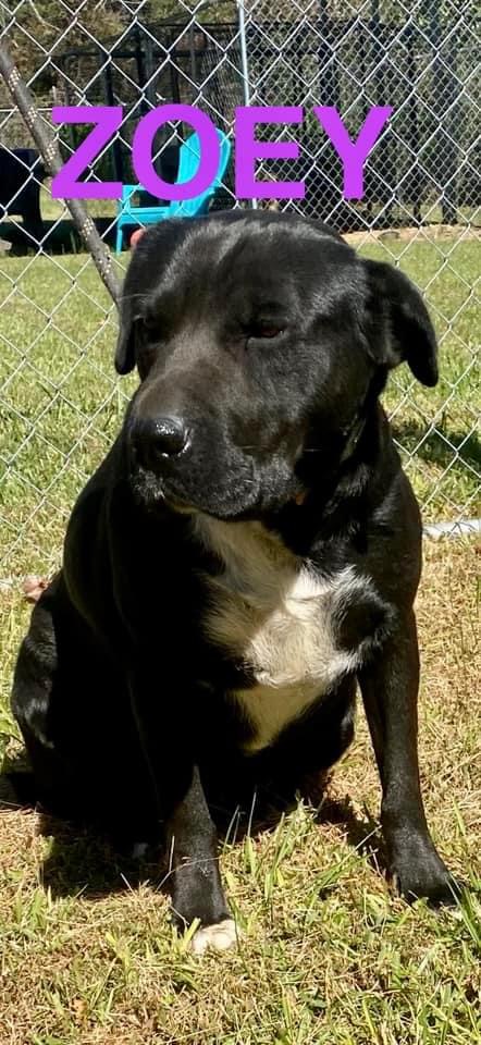 Zoe, Adoptable, Adult Female Boxer.